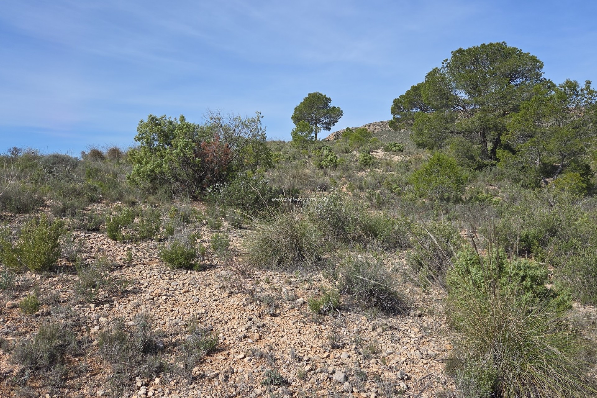 Herverkoop - Land - Yecla