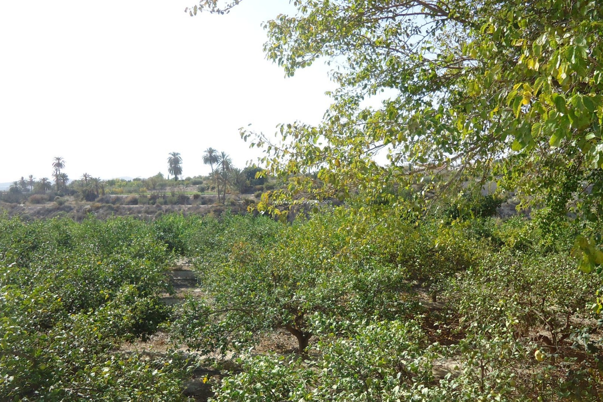 Herverkoop - Villa - Abanilla - Inland