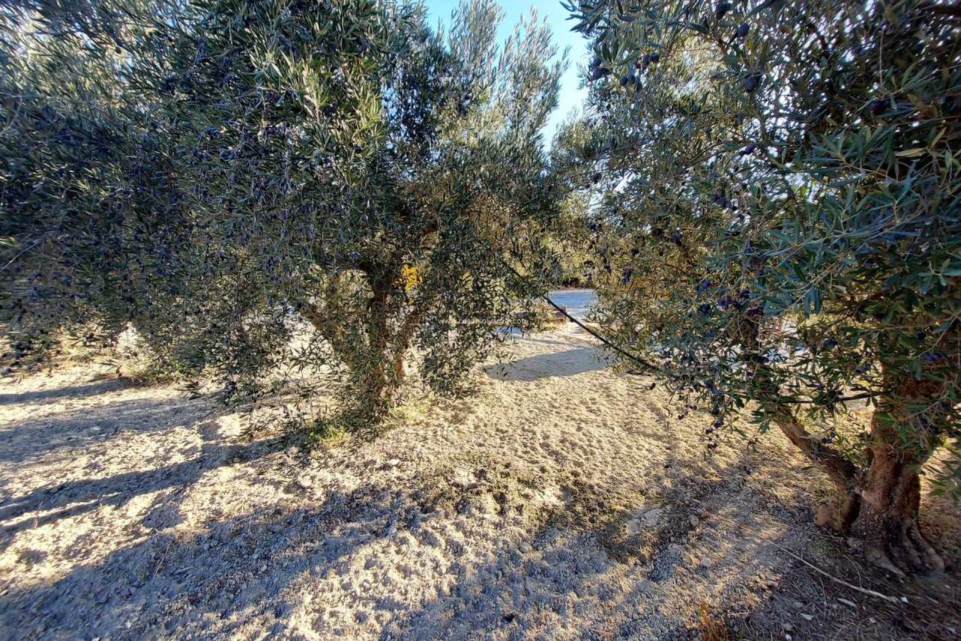 Herverkoop - Villa - Calasparra - Inland