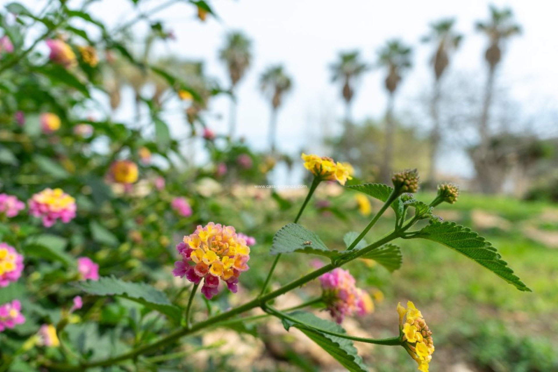 Herverkoop - Villa - Los Altos