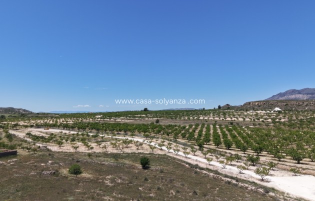 Land - Herverkoop - Pinoso - Inland