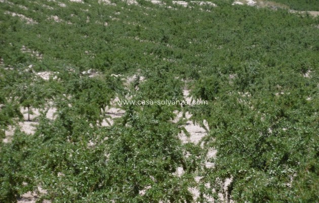 Land - Resale - Yecla - Inland