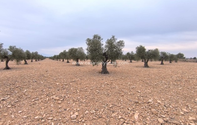 Land - Resale - Yecla - Inland