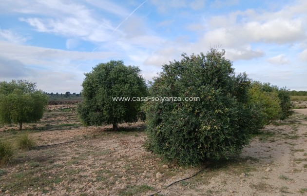 Land - Resale - Yecla - Yecla