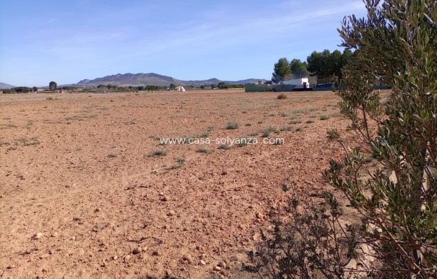Land - Resale - Yecla - Yecla