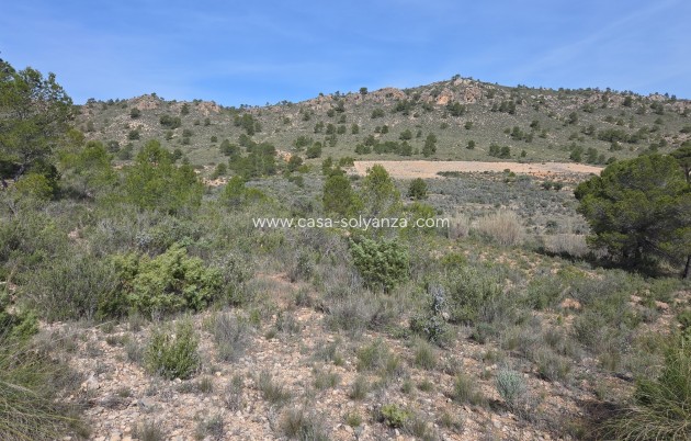 Land - Resale - Yecla - Yecla