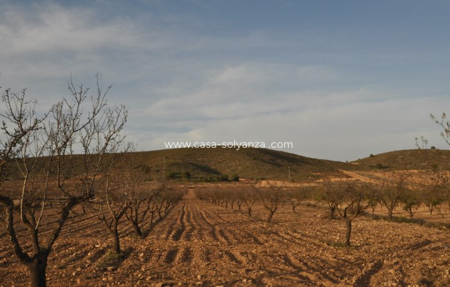 Land - Reventa - Abanilla - Abanilla Centro
