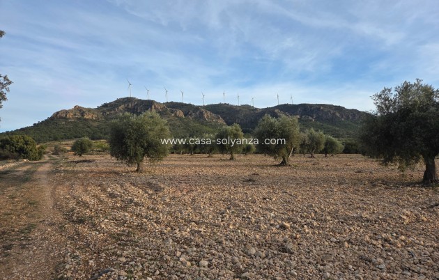 Land - Revente - Jumilla - Jumilla