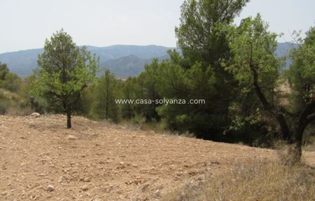 Land - Revente - Murcia - Murcia