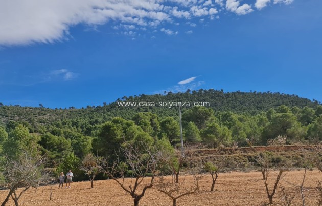 Land - Revente - Pinoso - Inland
