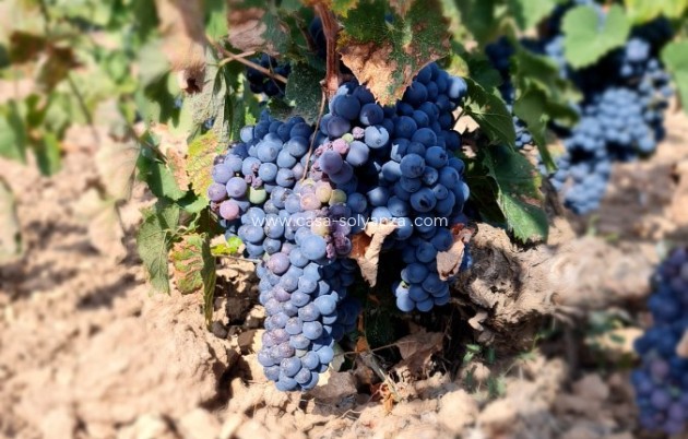 Land - Revente - Pinoso - Inland