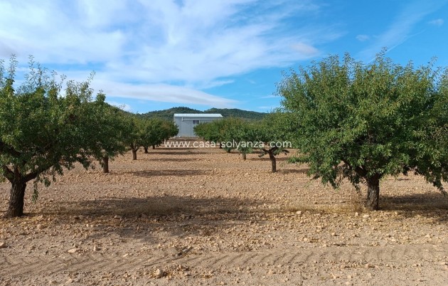 Land - Revente - Yecla - Inland