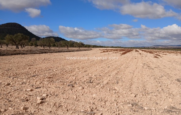 Land - Revente - Yecla - Inland