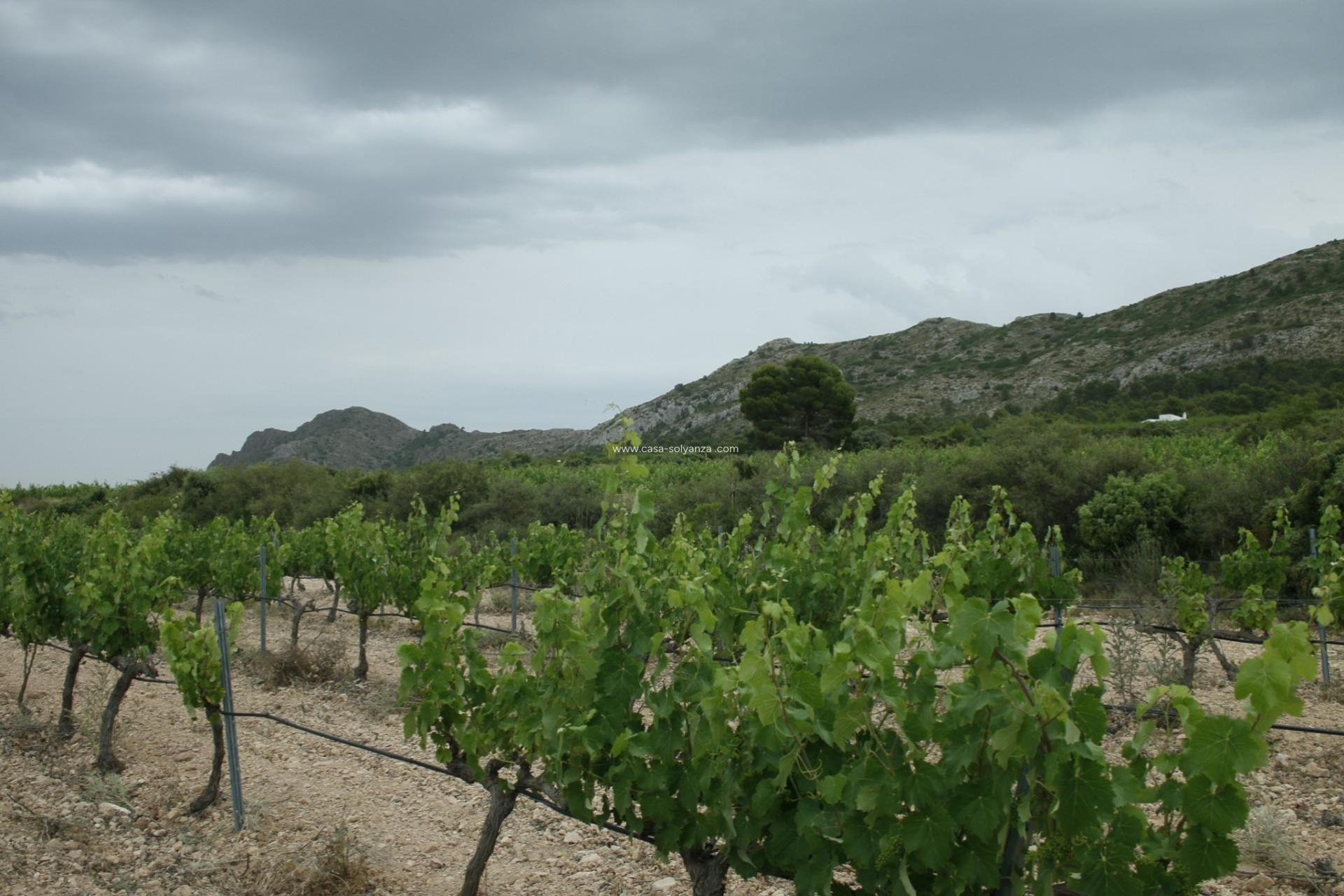 Neue Gebäude - Villa - Yecla