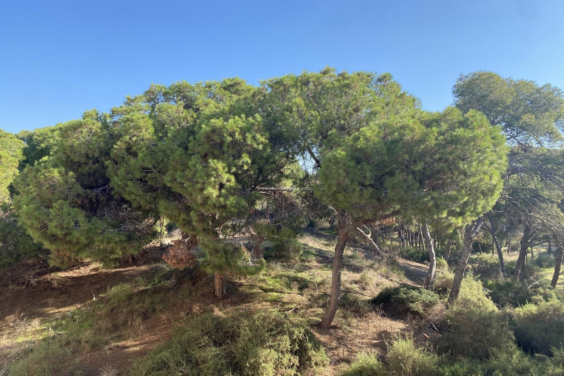 New Build - Apartment / flat - Guardamar del Segura - Center