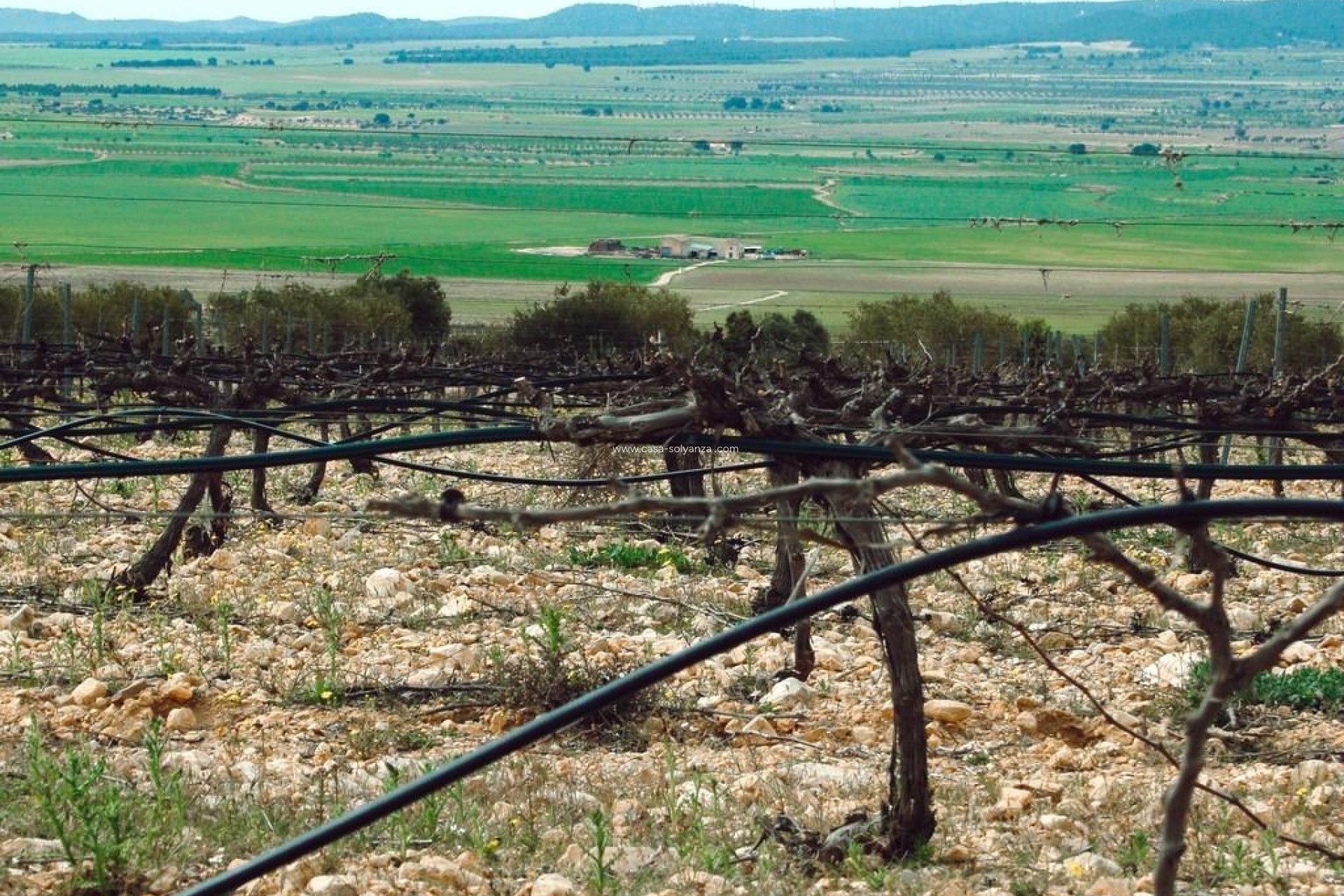 Nouvelle construction - Villa - Yecla