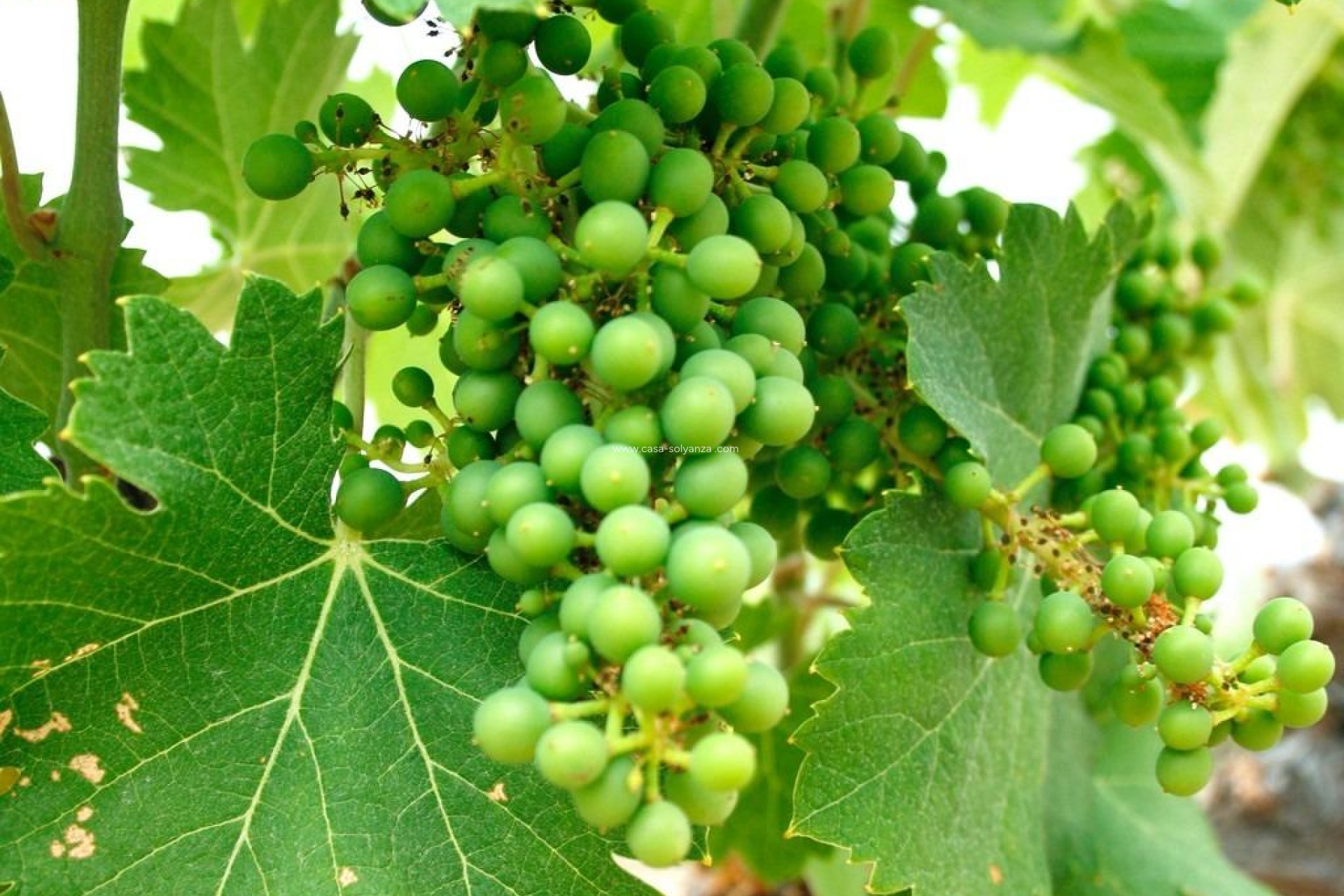 Obra nueva - Villa - Yecla