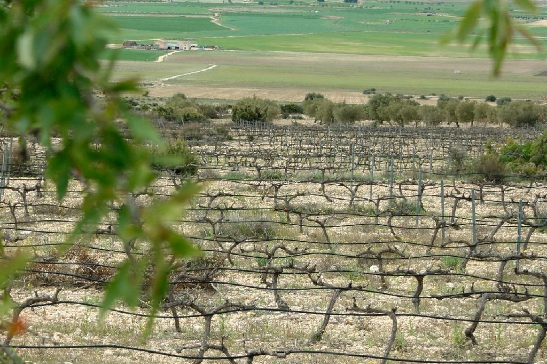 Obra nueva - Villa - Yecla