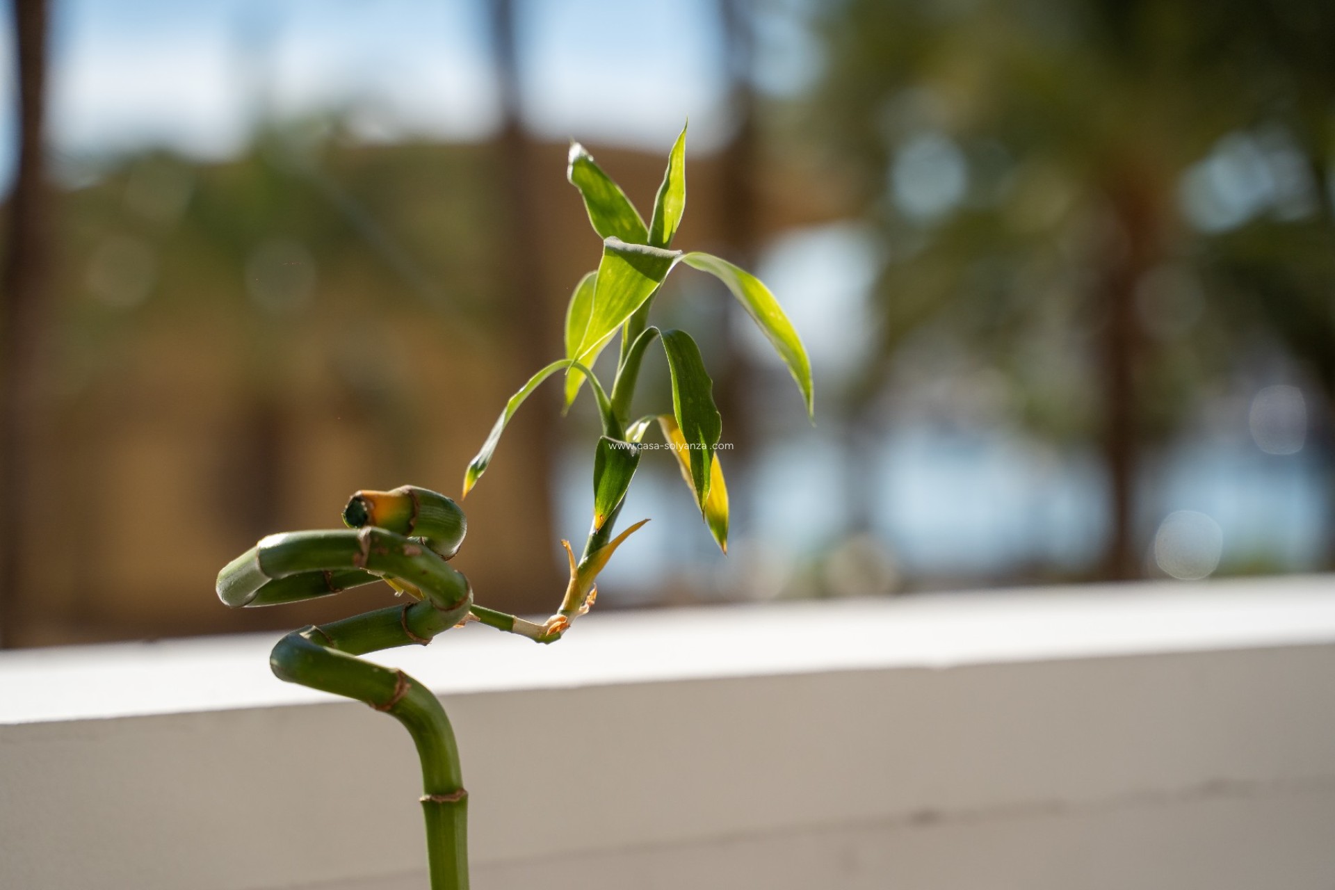 Resale - Apartment / flat - Alicante - Costa Blanca