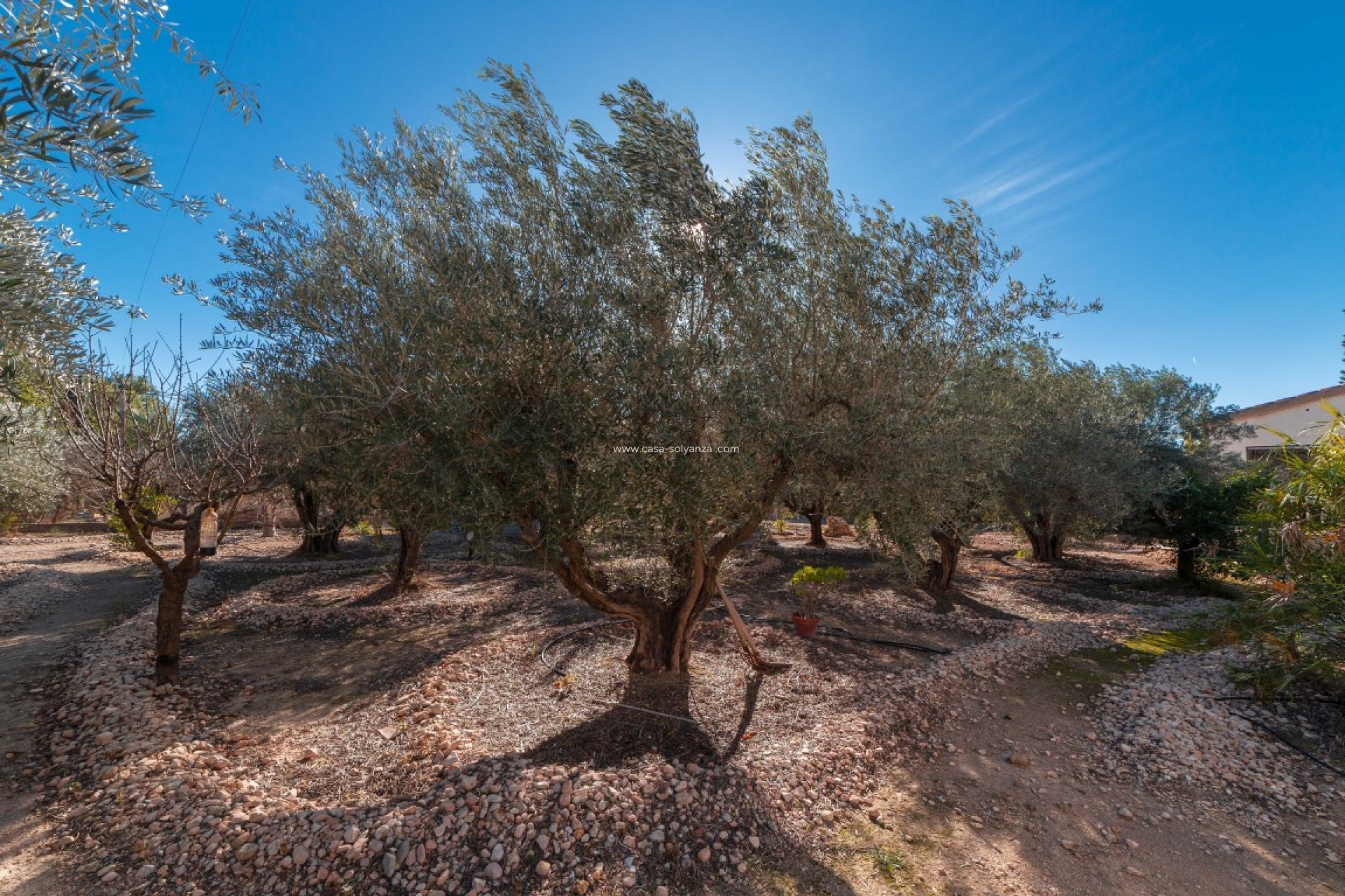 Resale - Country Property/Finca - Albatera