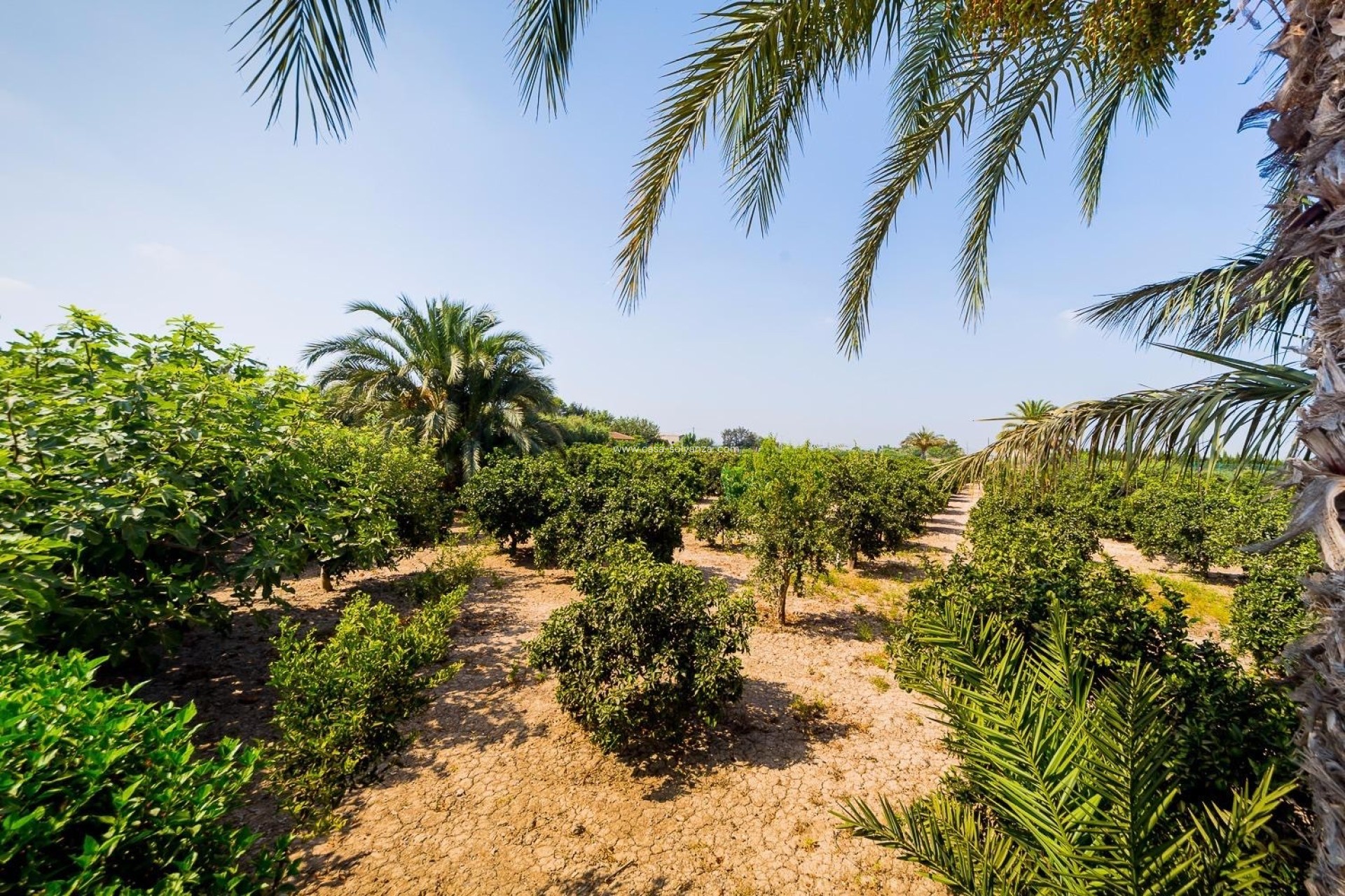 Resale - Country Property/Finca - Almoradí - Inland