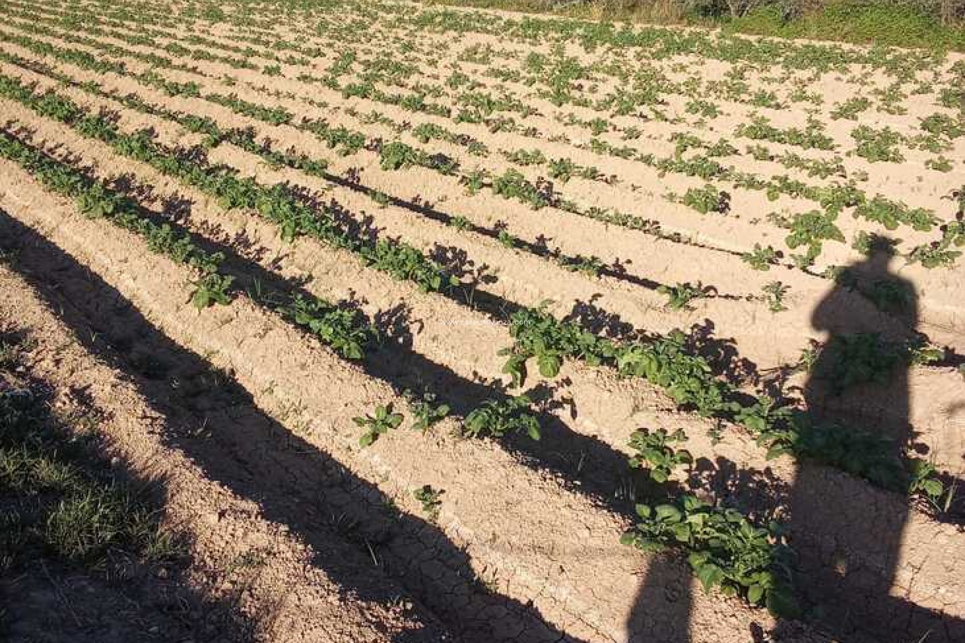 Resale - Country Property/Finca - Arneva - LOS DESAMPARADOS