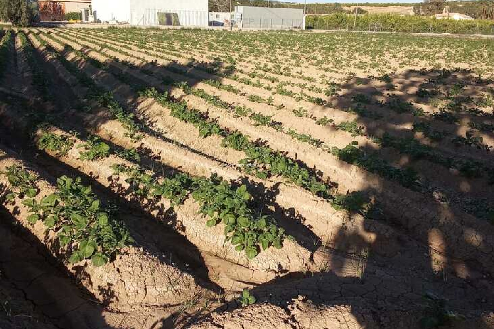 Resale - Country Property/Finca - Arneva - LOS DESAMPARADOS