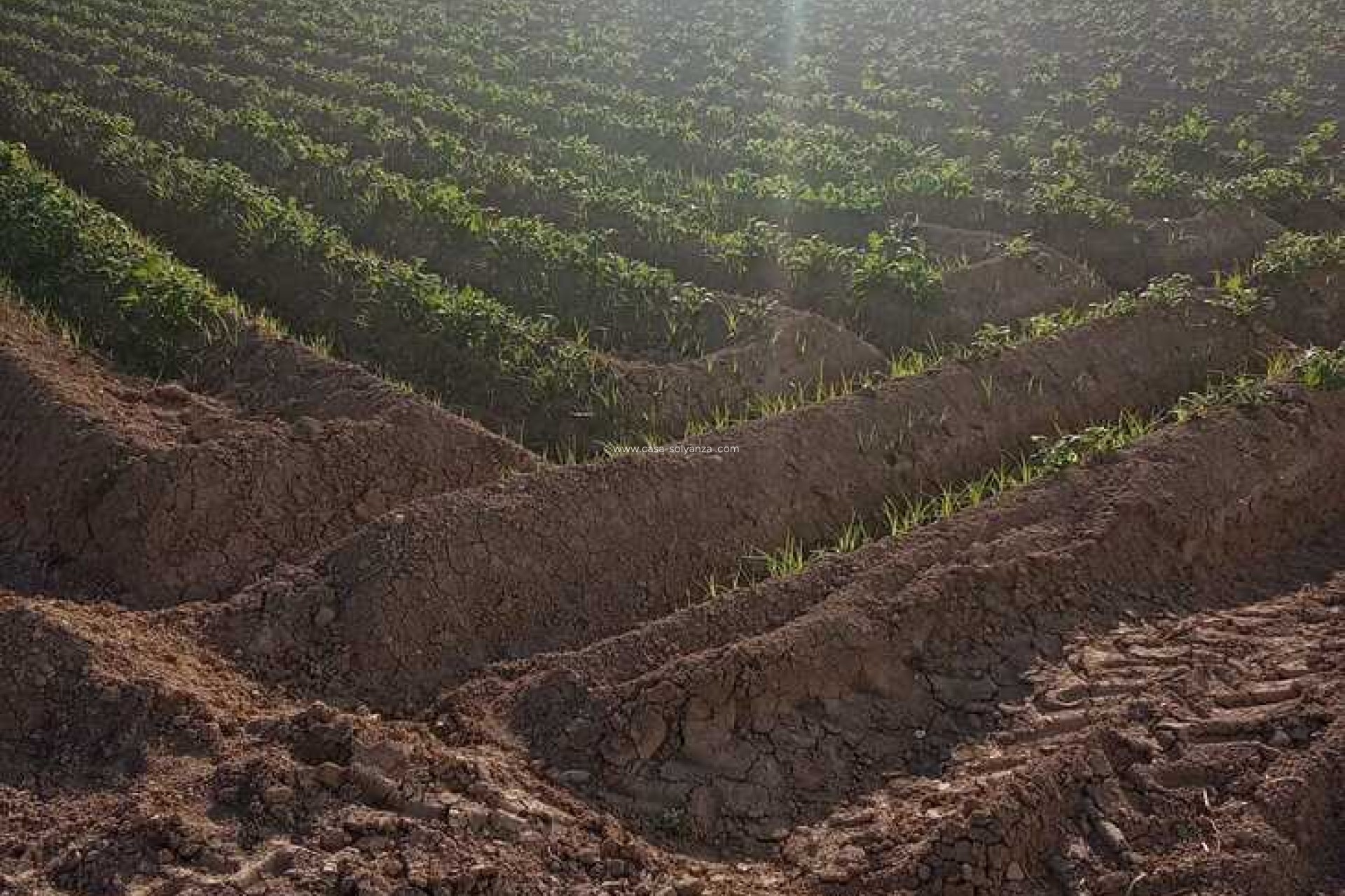 Resale - Country Property/Finca - Arneva - LOS DESAMPARADOS