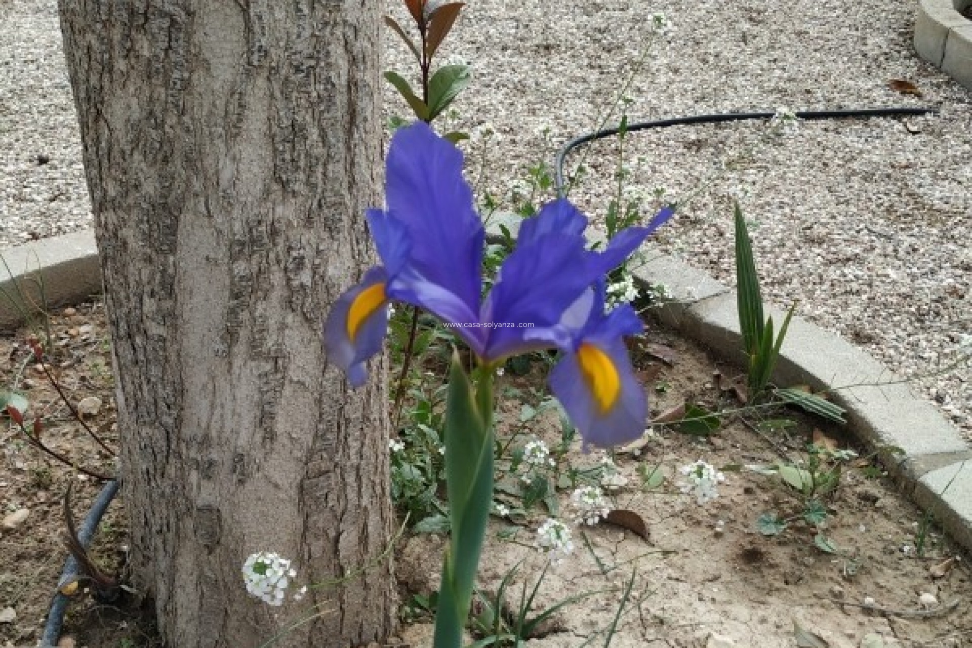 Resale - Country Property/Finca - Crevillente - Inland