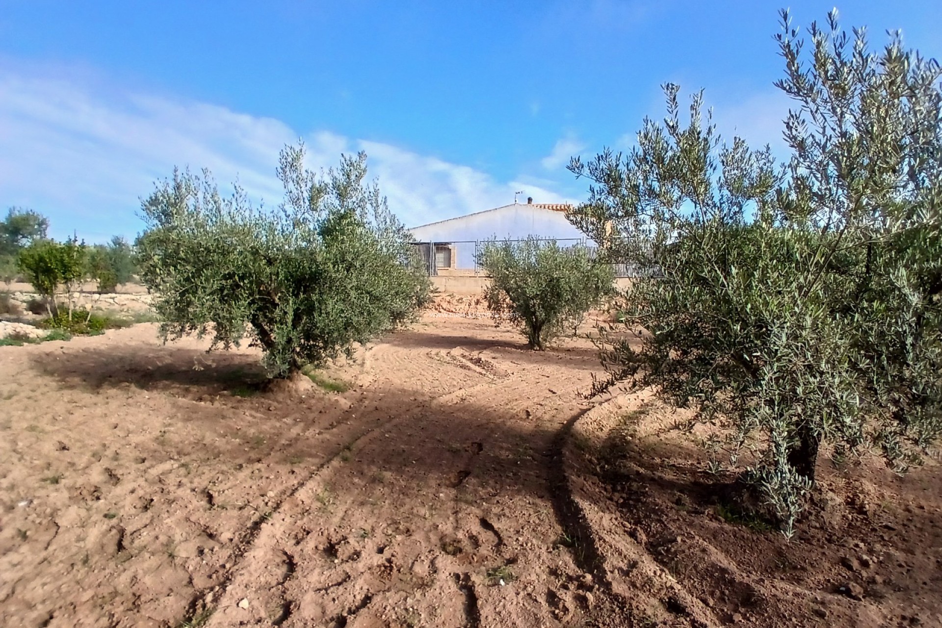 Resale - Country Property/Finca - Jumilla - Inland