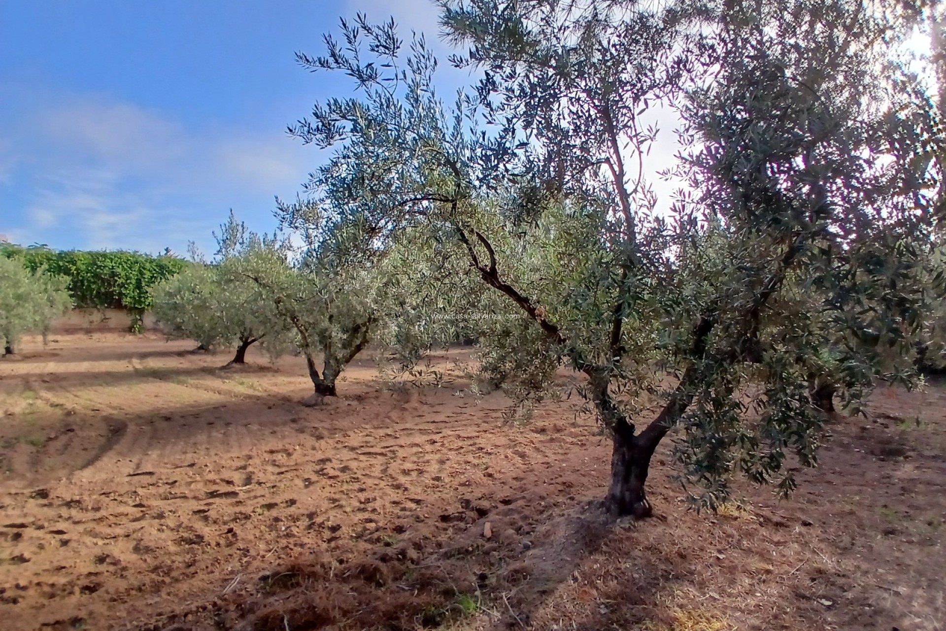 Resale - Country Property/Finca - Jumilla - Inland