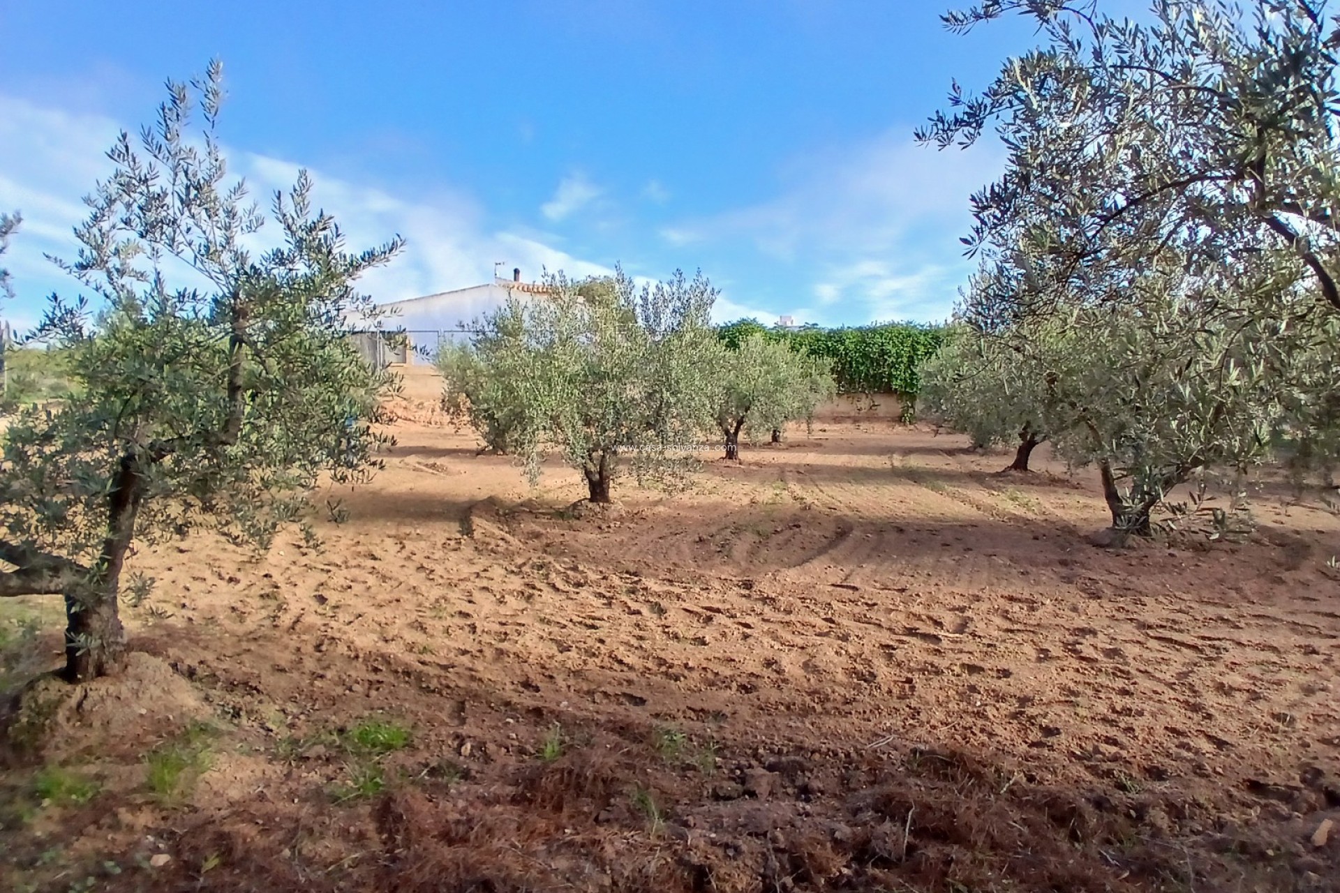 Resale - Country Property/Finca - Jumilla - Inland