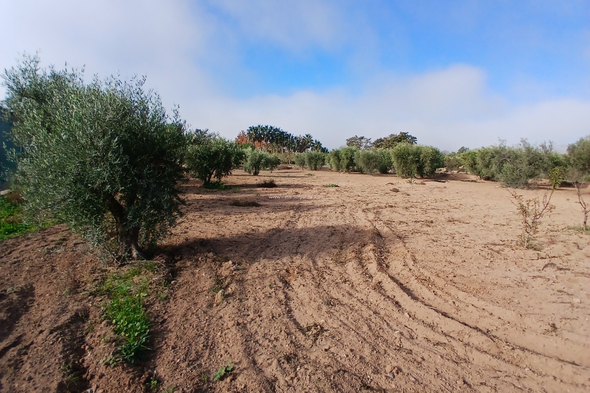 Resale - Country Property/Finca - Jumilla - Inland