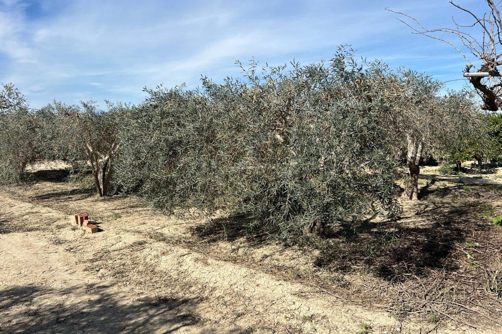 Resale - Country Property/Finca - Los Montesinos - Comunidad Valenciana