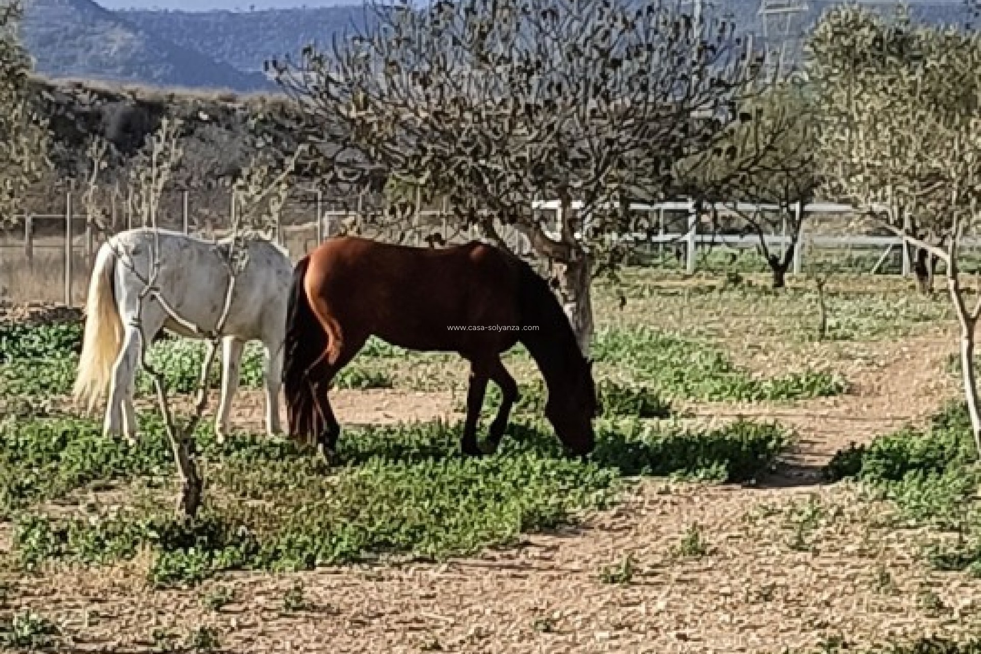 Resale - Country Property/Finca - Monóvar - Inland