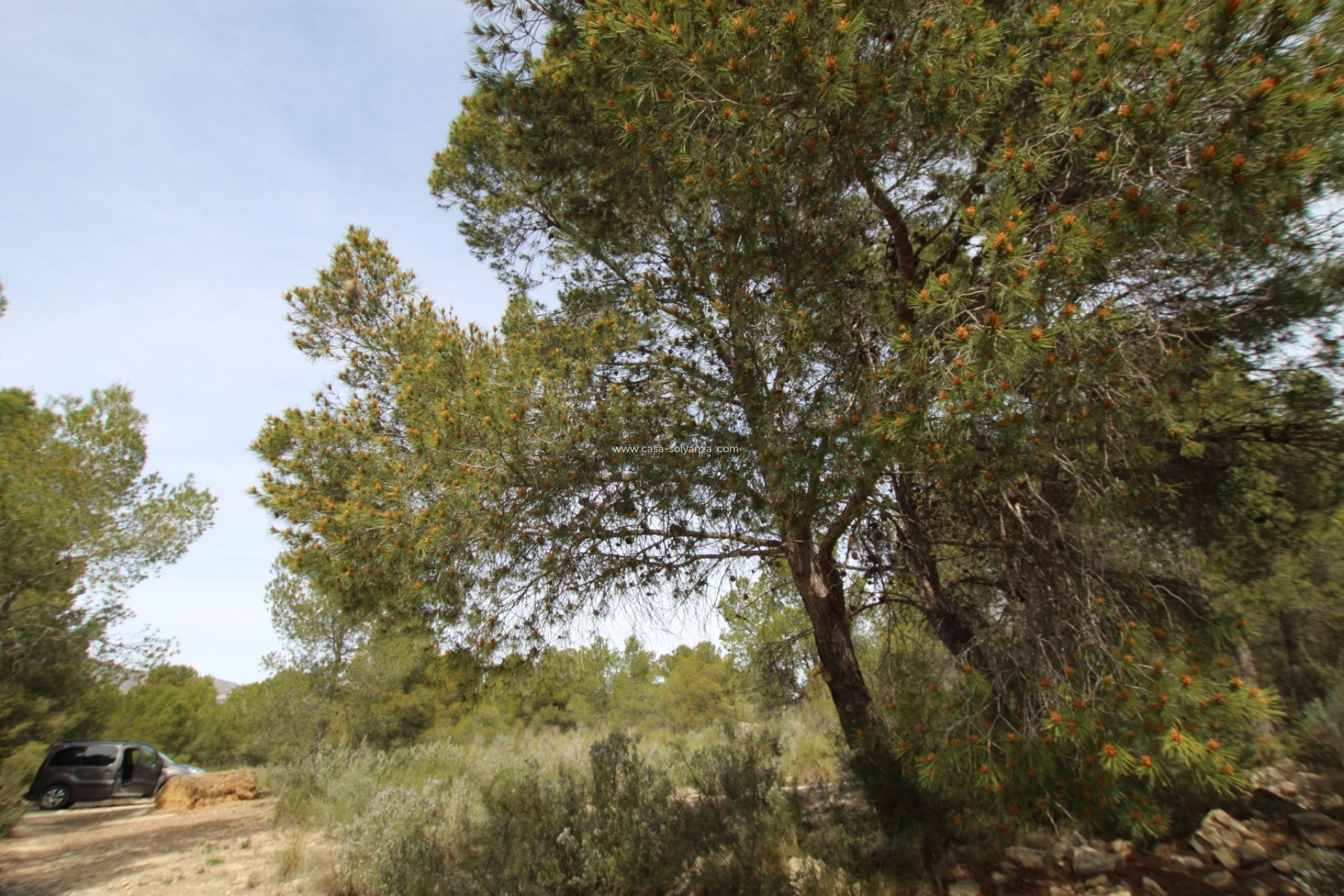 Resale - Country Property/Finca - Monóvar - Inland
