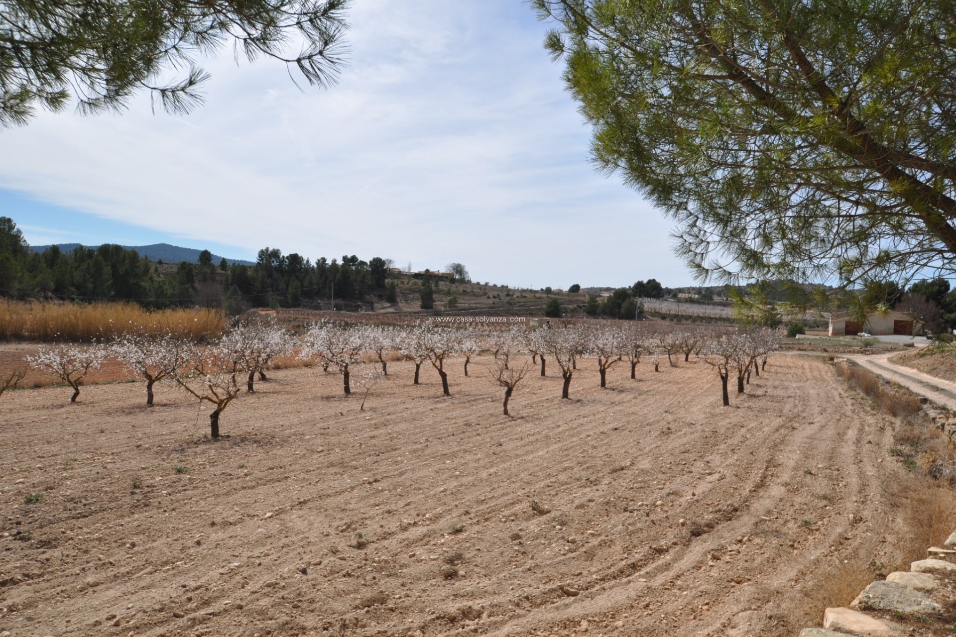 Resale - Country Property/Finca - Monóvar - Inland