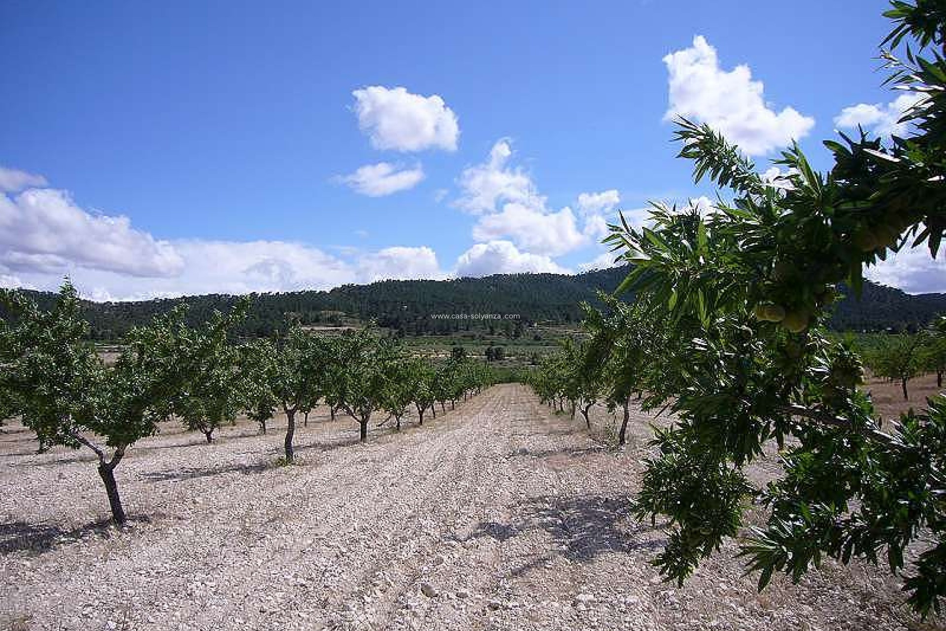Resale - Country Property/Finca - Salinas - Inland