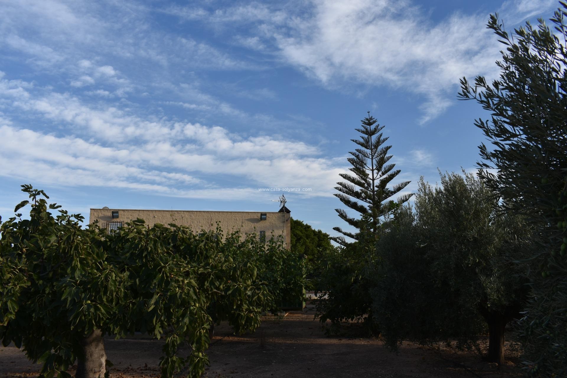 Resale - Country Property/Finca - Torre Pacheco - Dolores De Pacheco