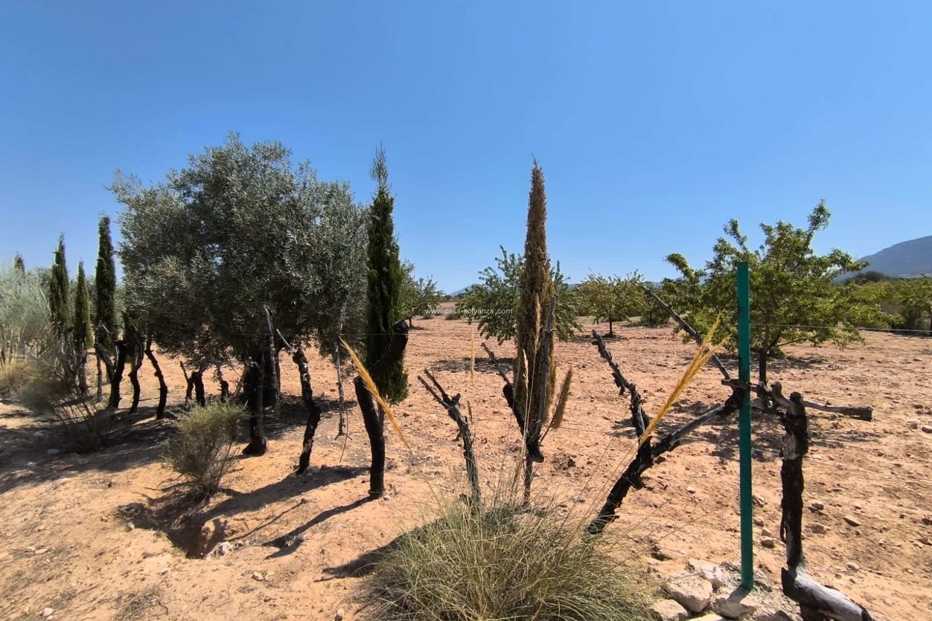 Resale - Country Property/Finca - Villena - Inland