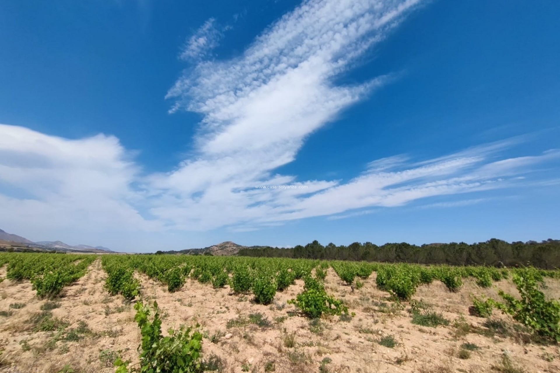 Resale - Country Property/Finca - Yecla - Inland