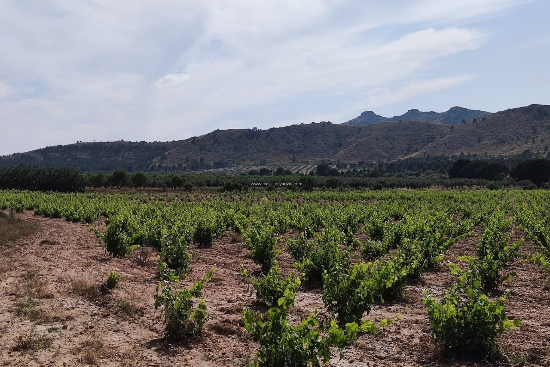 Resale - Country Property/Finca - Yecla - Inland