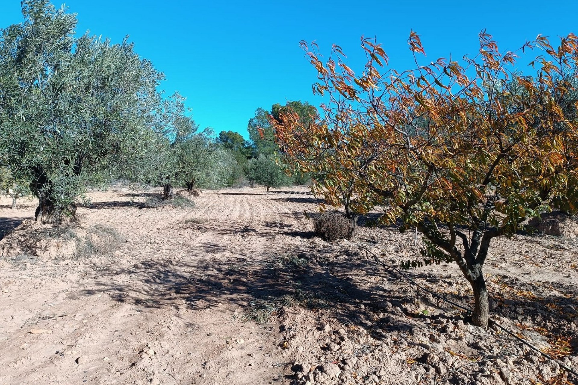 Resale - Country Property/Finca - Yecla - Inland