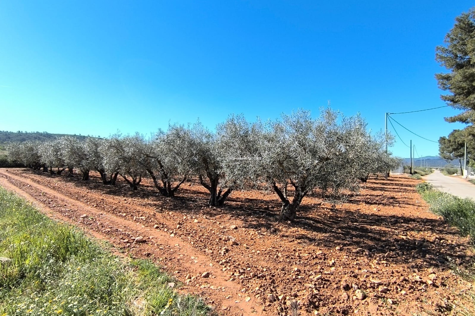 Resale - Country Property/Finca - Yecla - Inland