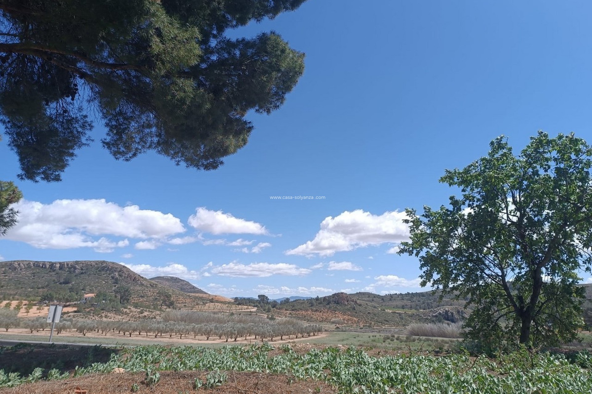 Resale - Country Property/Finca - Yecla - Yecla Centro