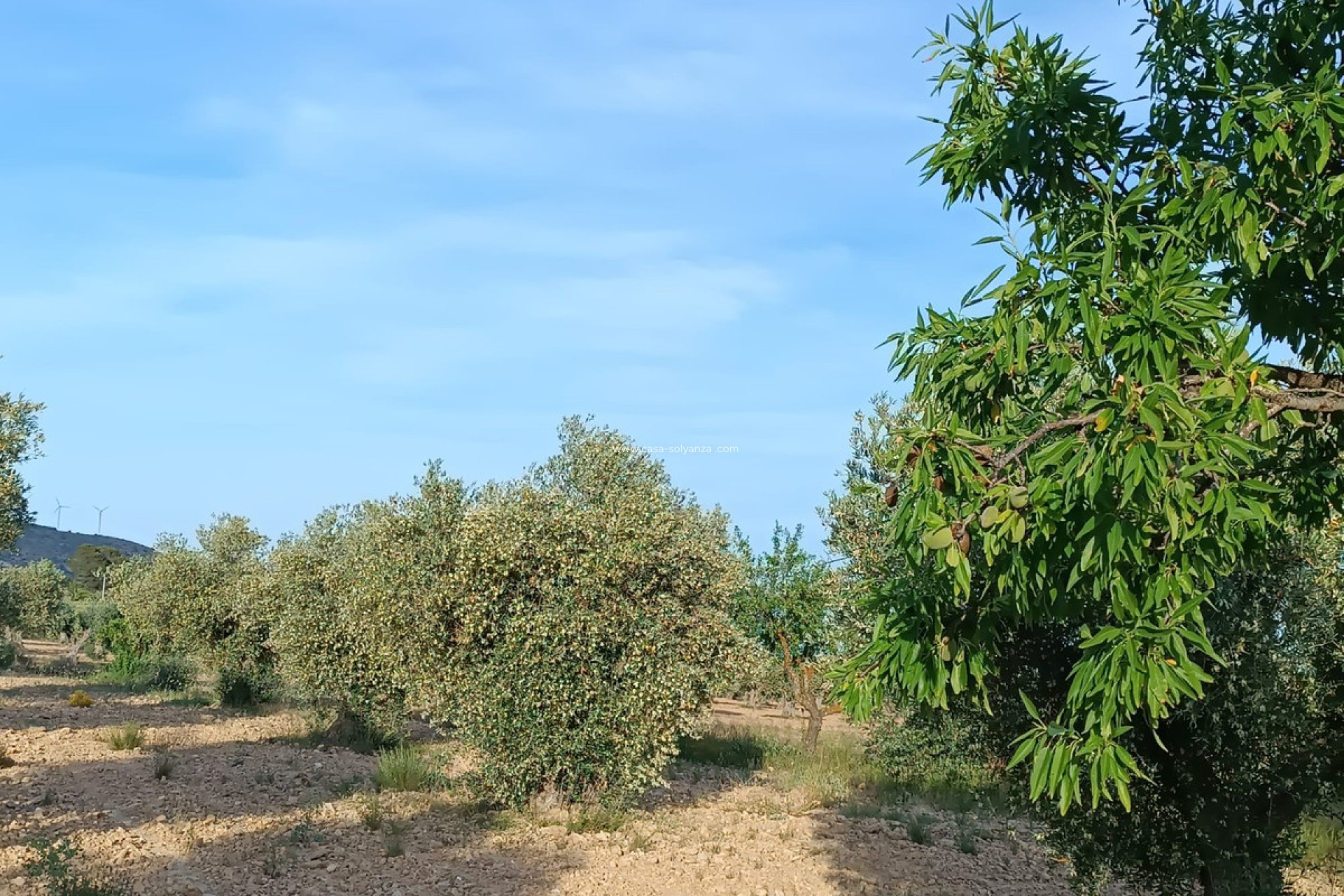 Resale - Country Property/Finca - Yecla - Yecla Centro