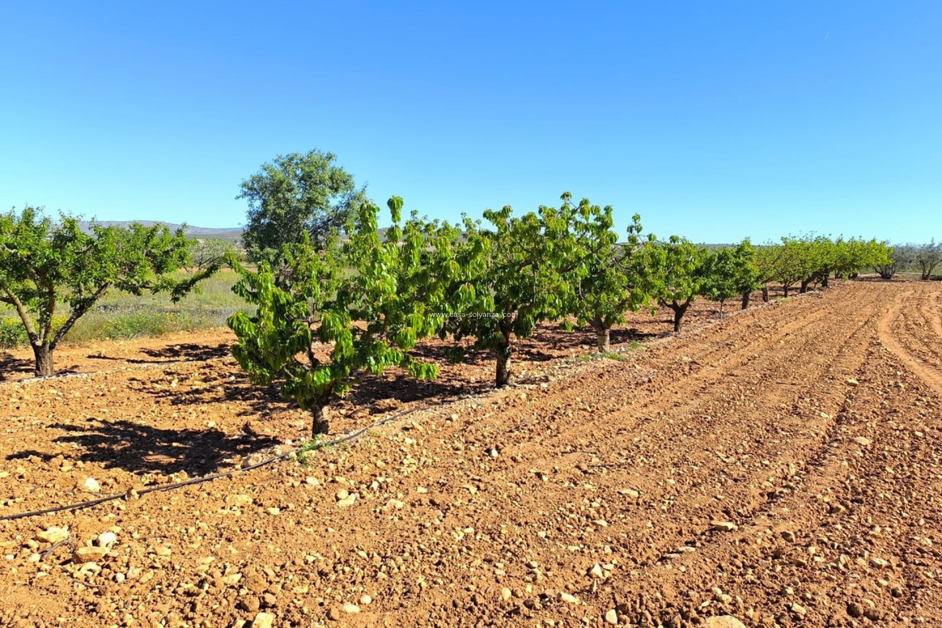 Resale - Country Property/Finca - Yecla - Yecla Centro