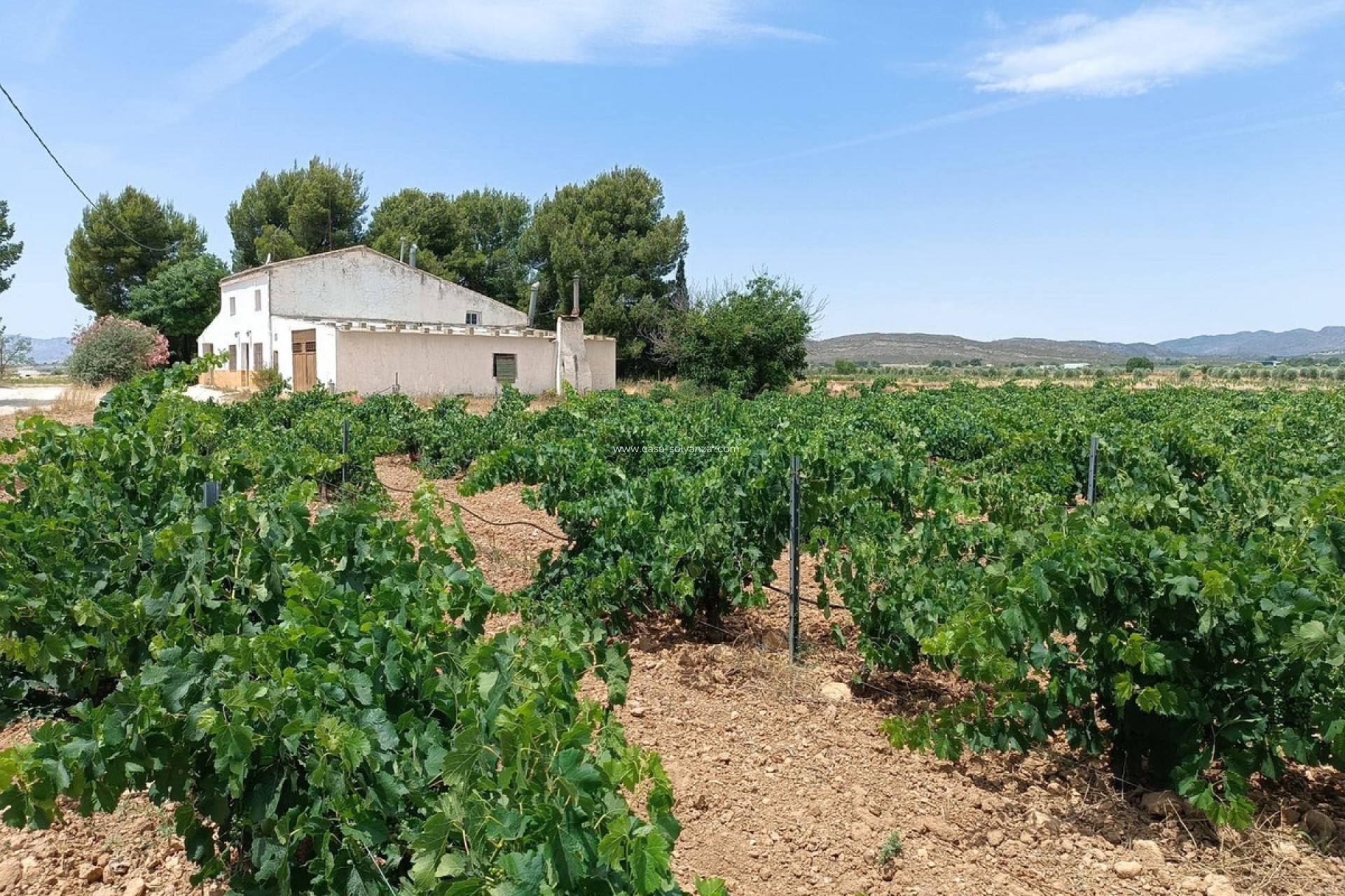 Resale - Country Property/Finca - Yecla - Yecla Centro