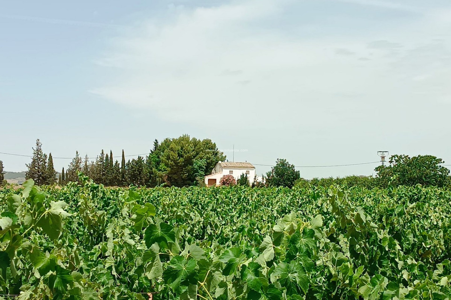 Resale - Country Property/Finca - Yecla - Yecla Centro