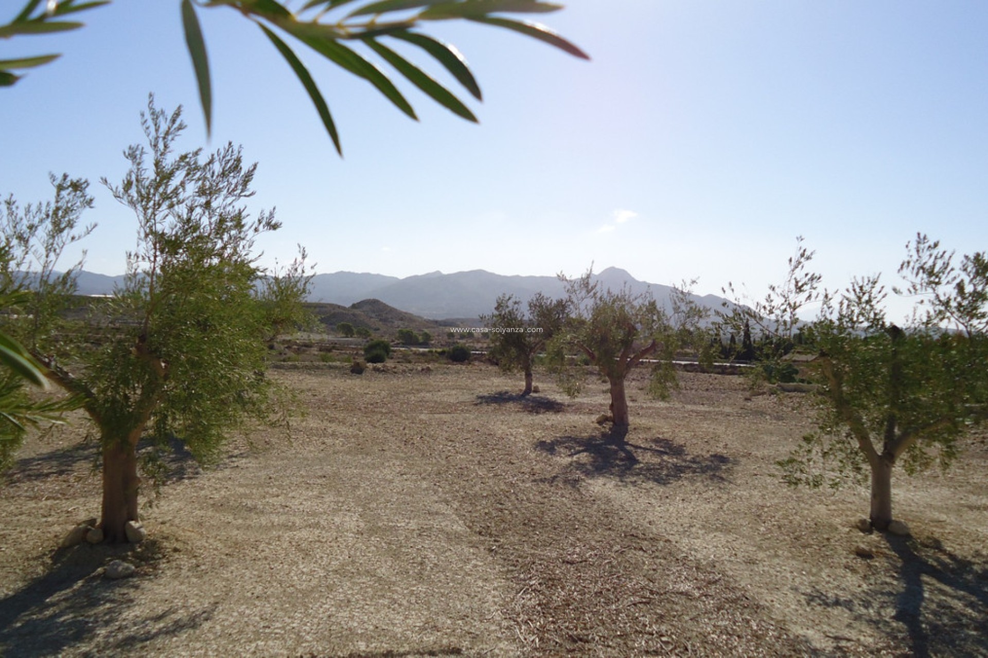 Resale - Land - Abanilla - Abanilla Centro